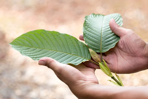 Kratom for Anxiety